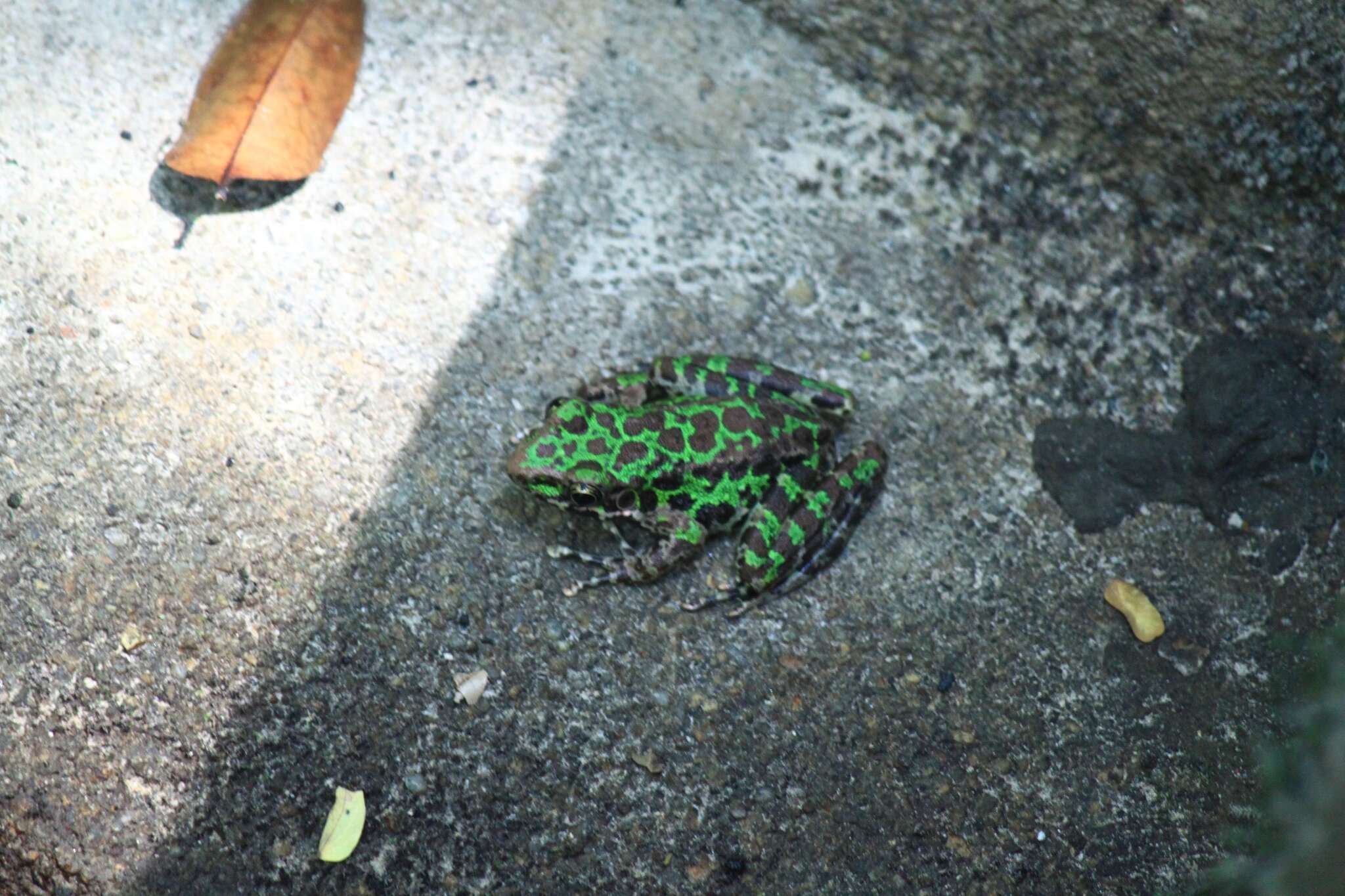 Image de Odorrana huanggangensis Chen, Zhou & Zheng 2010