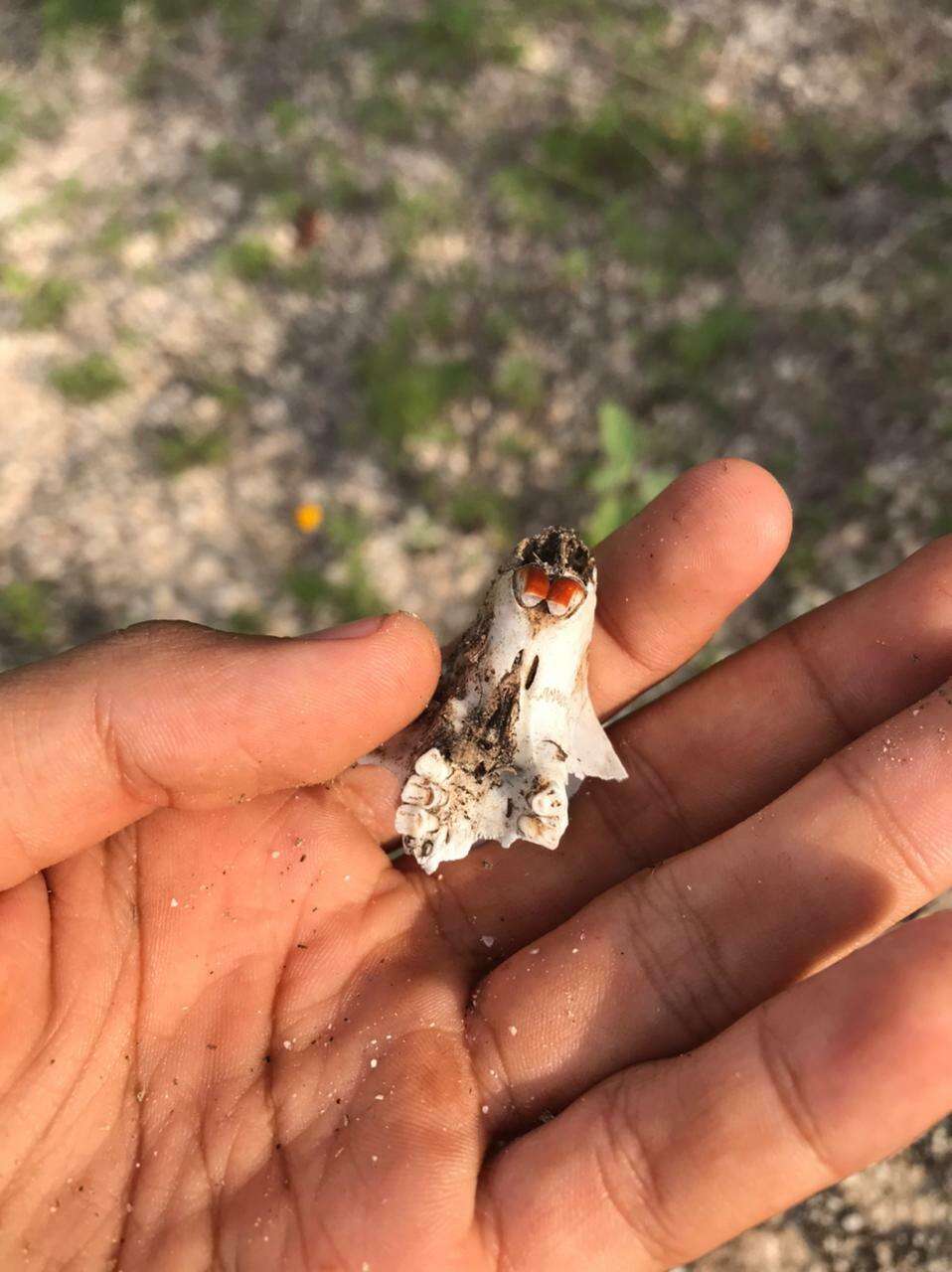 Image of giant pocket gopher