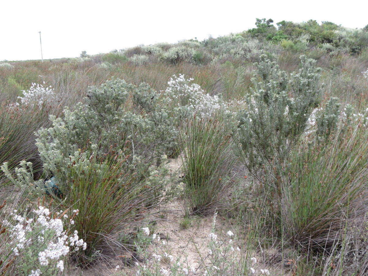 Image of Leucadendron cinereum (Sol. ex Aiton) R. Br.