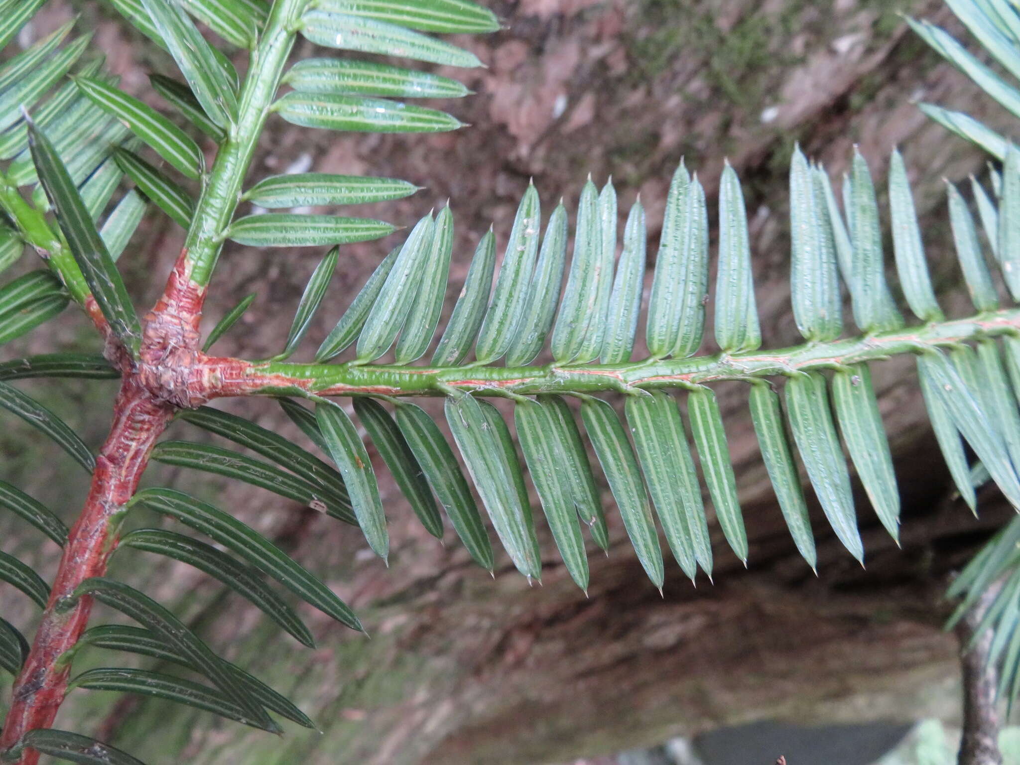 Image of Japanese Nutmeg Tree