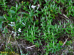 Image of Mount Yushan Pearly Everlasting