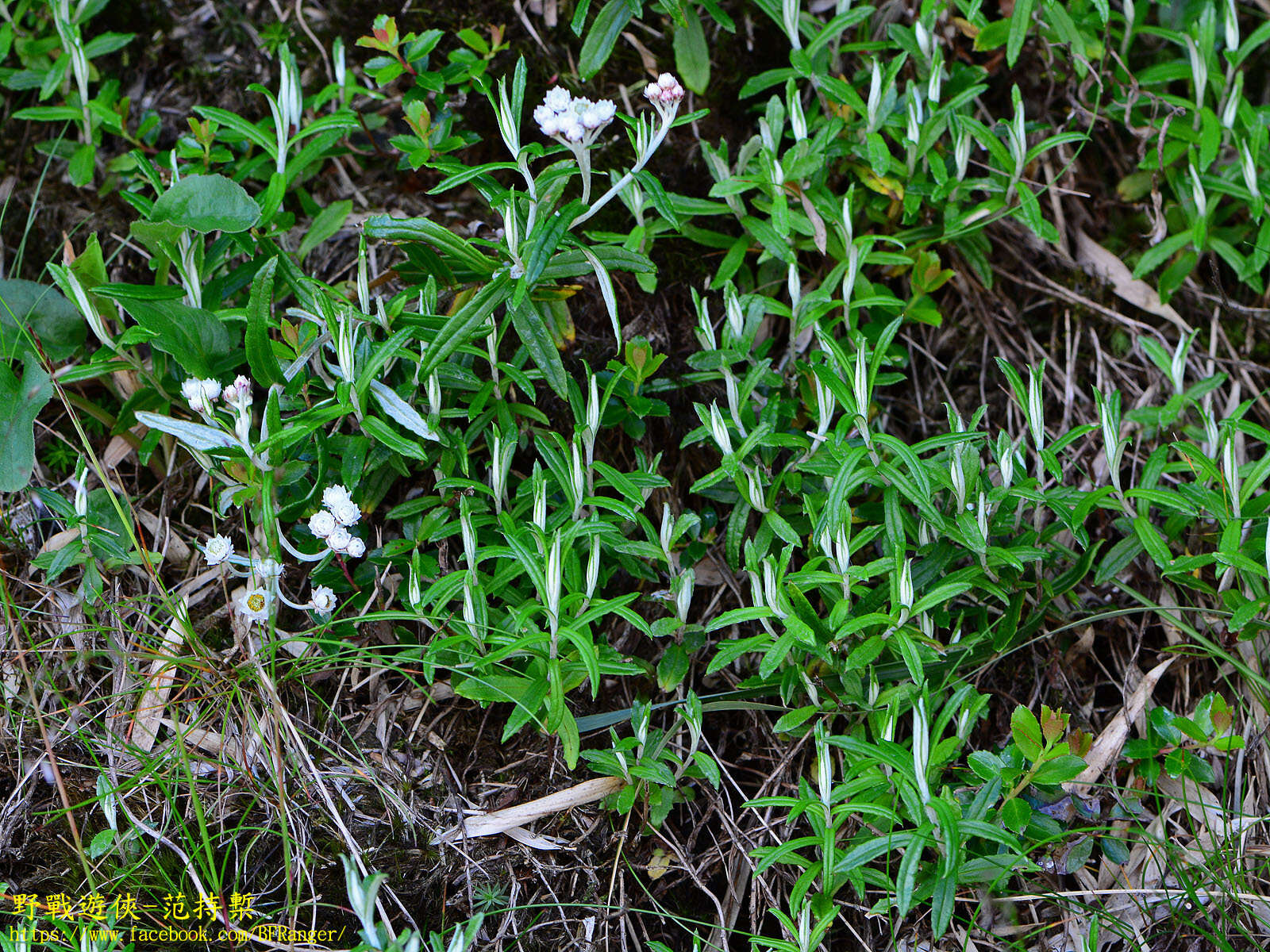 Plancia ëd Anaphalis morrisonicola Hayata