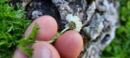 Achillea oxyloba subsp. schurii (Sch. Bip.) Heimerl resmi