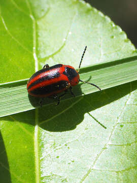 Слика од <i>Entomoscelis adonidis</i>