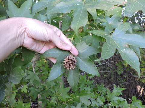 Image of American Sweetgum