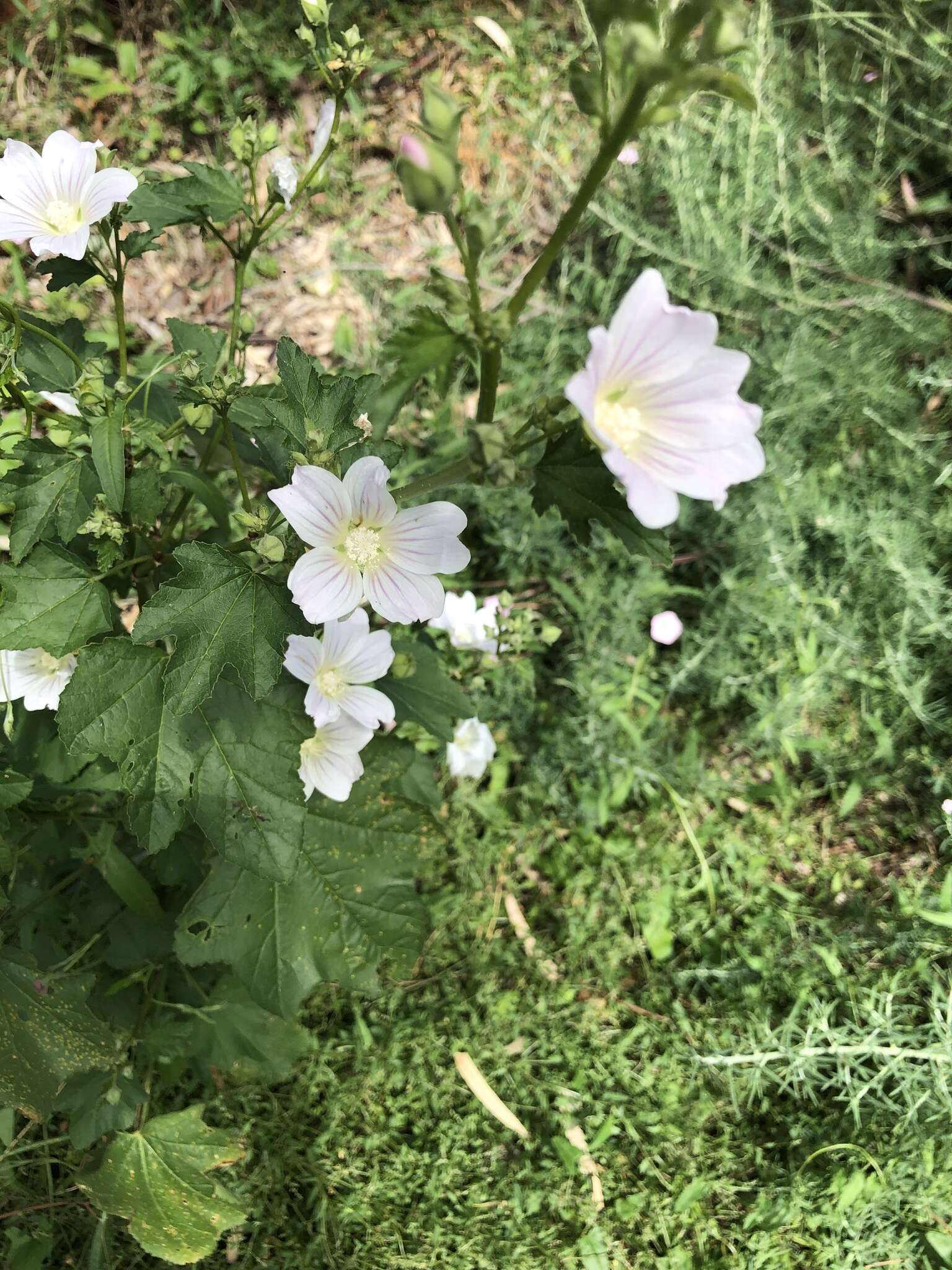 Image of Malva australiana M. F. Ray