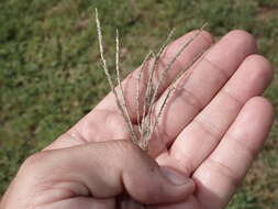 Image of Digitaria stricta Roth