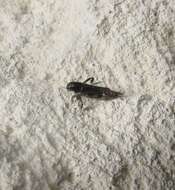 Image of Larger Pygmy Mole Grasshopper