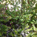 Image of Archeria eriocarpa Hook. fil.