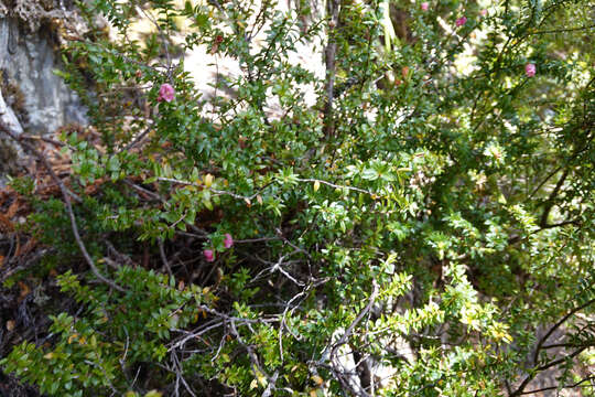 Image of Archeria eriocarpa Hook. fil.