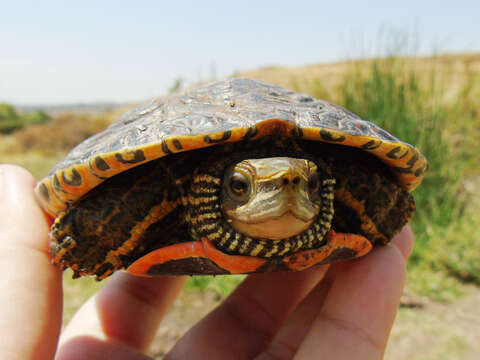 Image of Caspian turtle