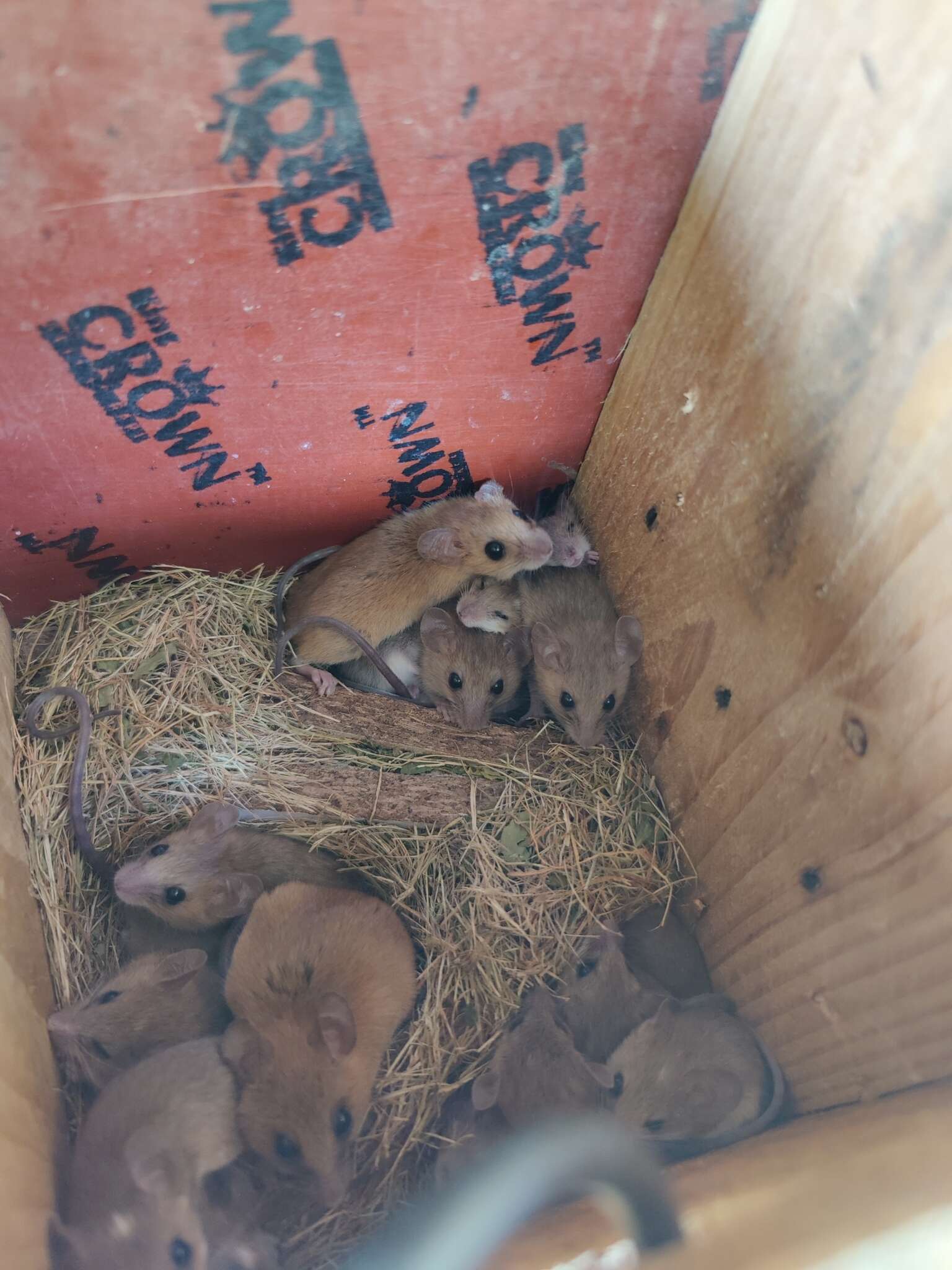 Image of Asiatic Long-tailed Climbing Mouse