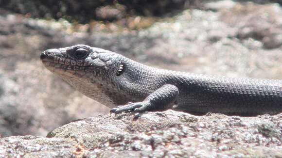 Image of Egernia saxatilis intermedia Cogger 1960