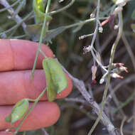 Image of Coulter's lyrepod