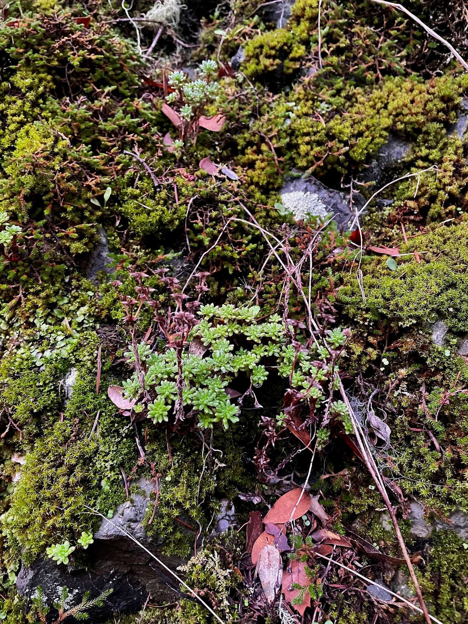 Image of Coast Range stonecrop