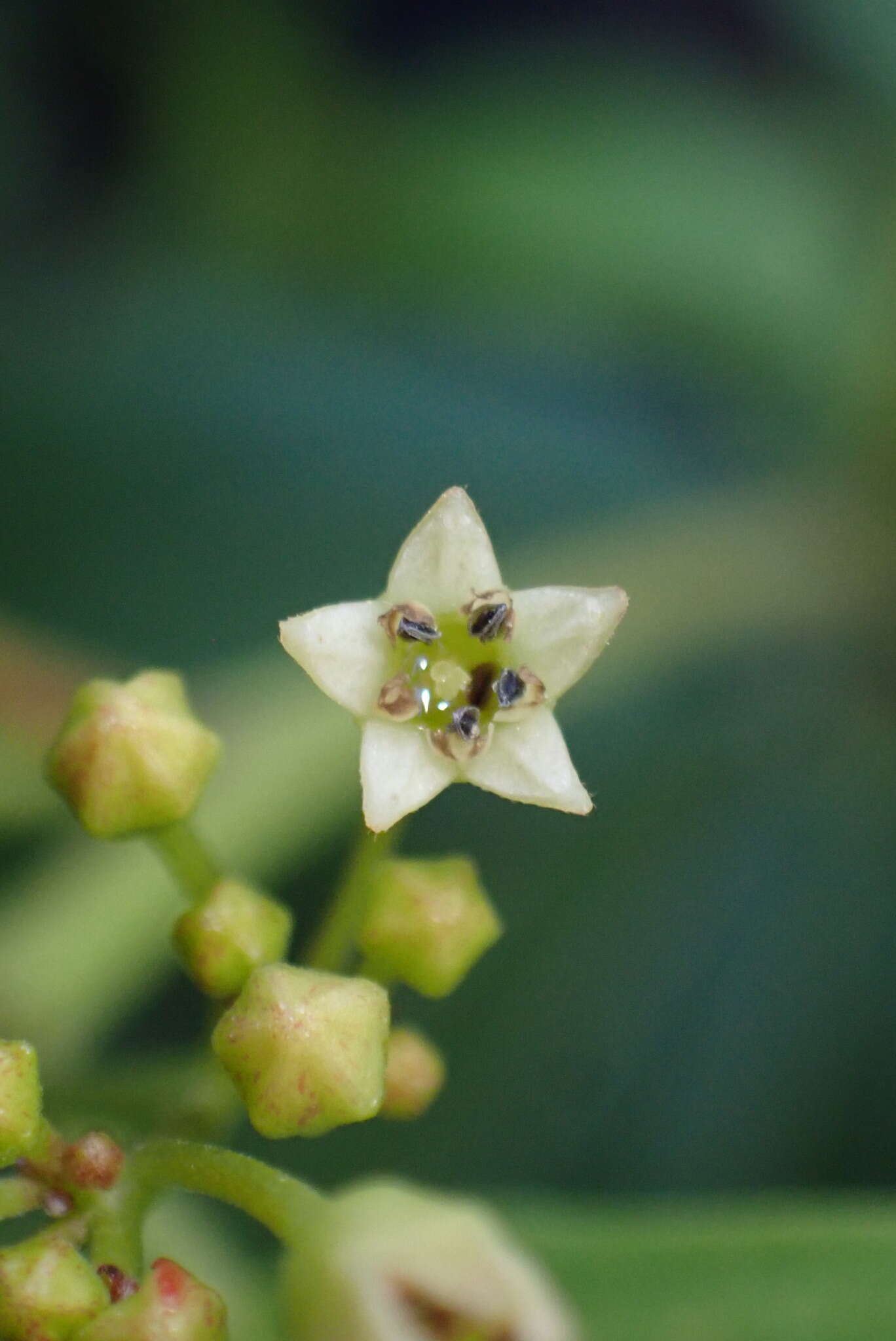 Image of California buckthorn