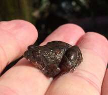 Image of Natal Dwarf Puddle Frog