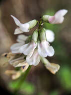 Astragalus robbinsii (Oakes) A. Gray的圖片