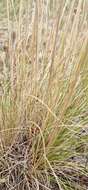 Image of Austrostipa nitida (Summerh. & C. E. Hubb.) S. W. L. Jacobs & J. Everett