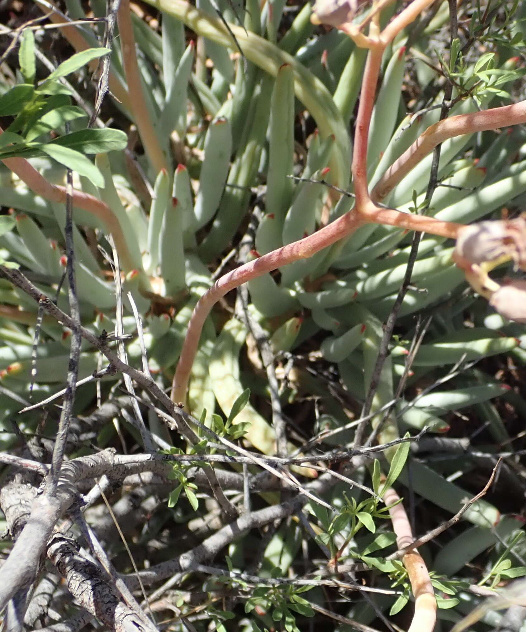 Image of Cotyledon orbiculata var. dactylopsis Tölken