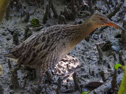 Image of Mangrove Rail