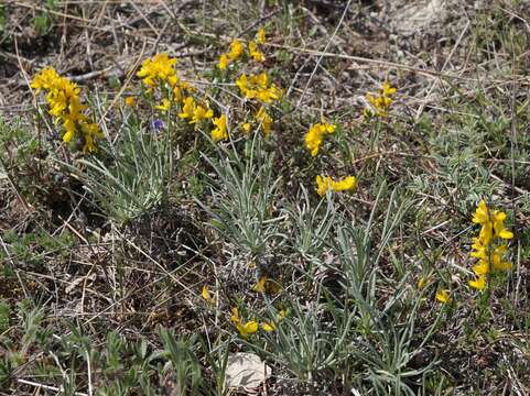 صورة Genista albida Willd.