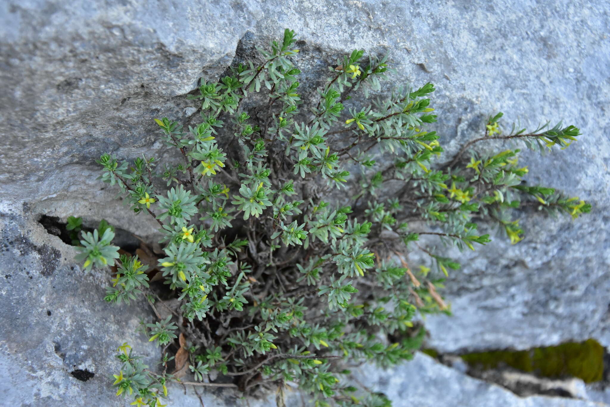 Image of Thymelaea dioica (Gouan) All.