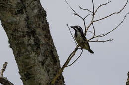 Image of Spot-flanked Barbet