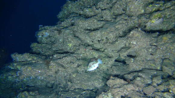 Image of Canthigaster inframacula Allen & Randall 1977