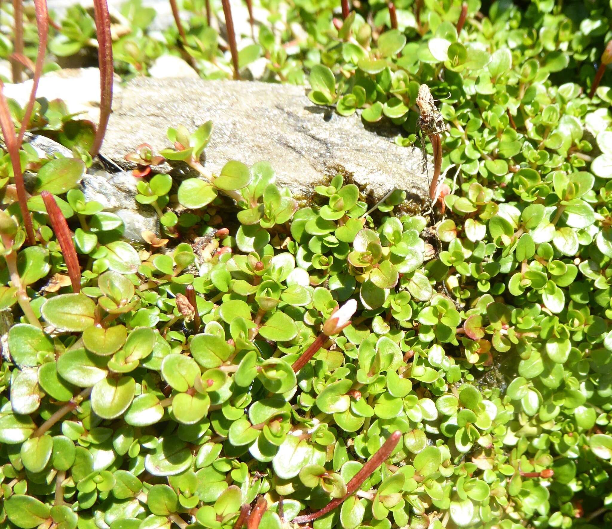 Image of Epilobium brunnescens (Cockayne) Raven & Engelhorn