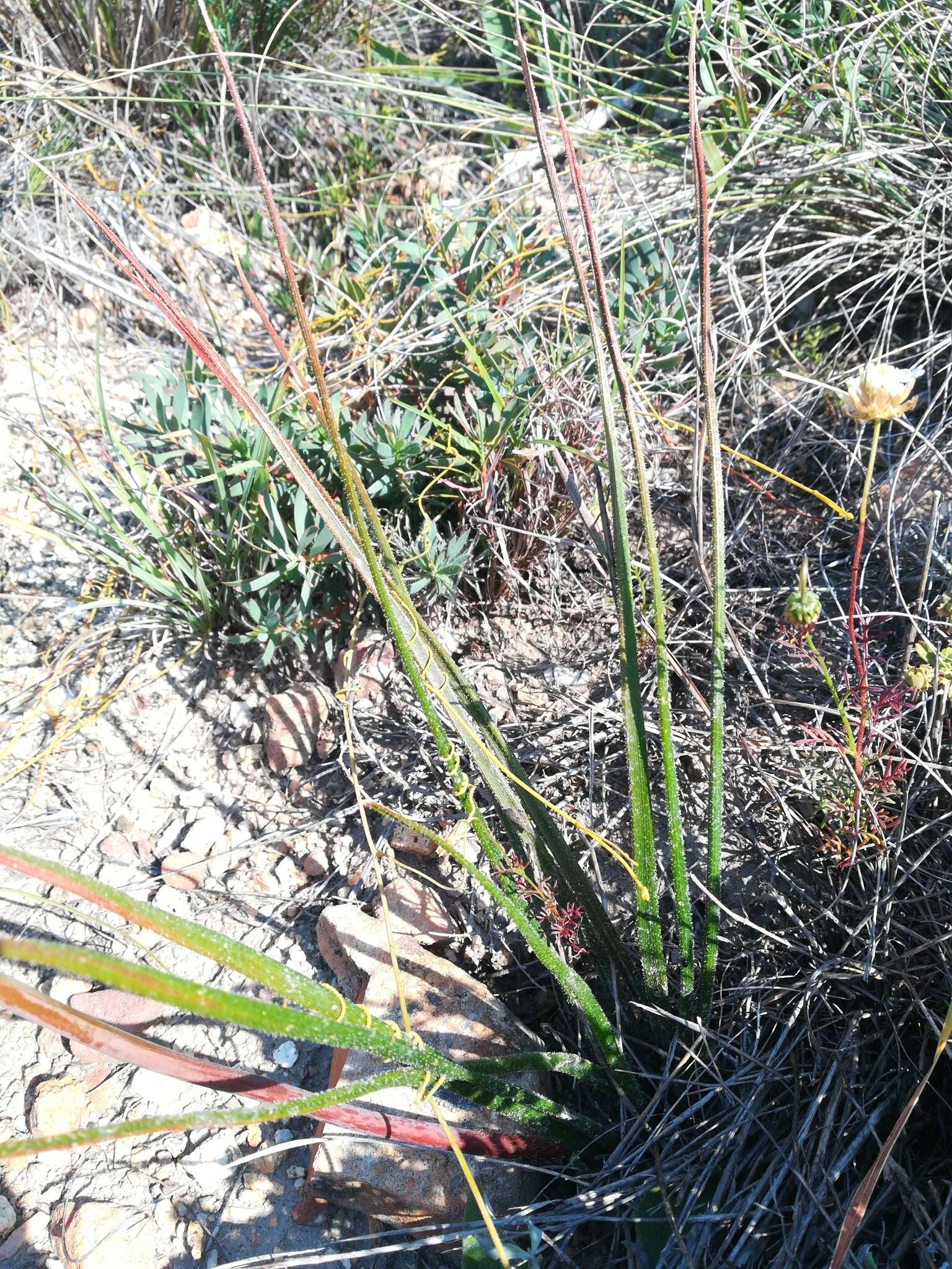 Image of Trachyandra revoluta (L.) Kunth