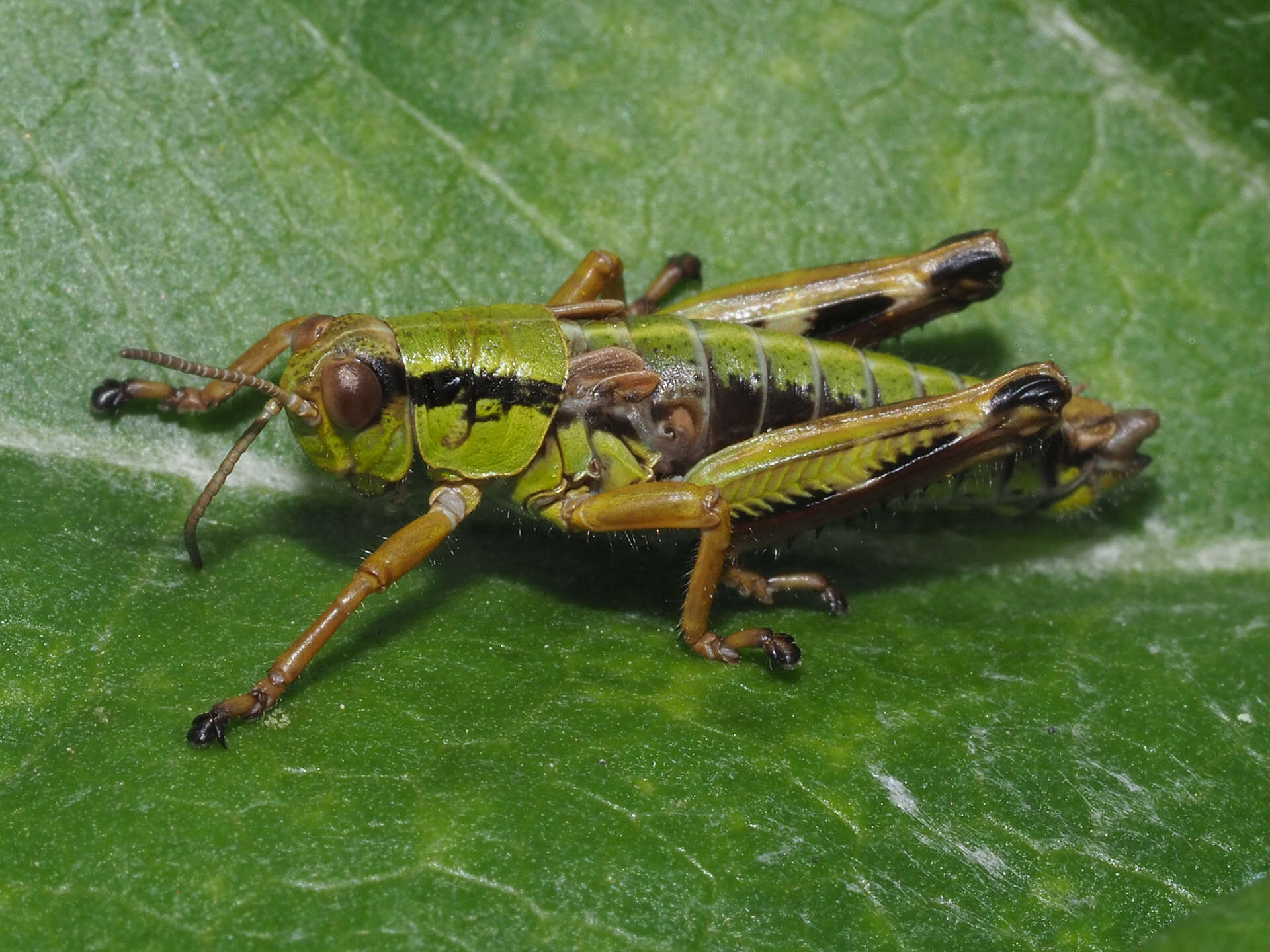 Image of Miramella (Kisella) alpina subsp. alpina (Kollar 1833)