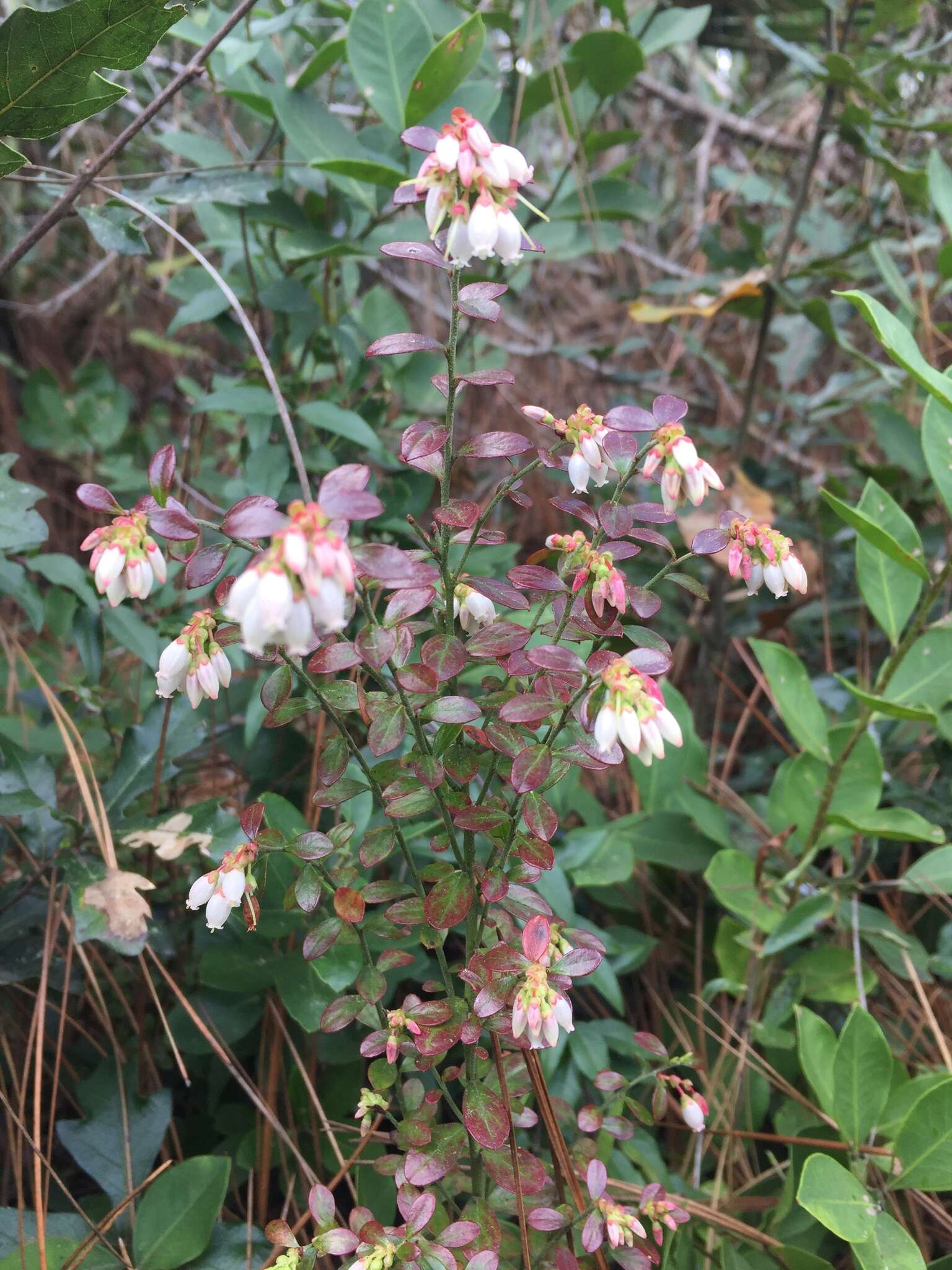 Image de Vaccinium myrsinites Lam.