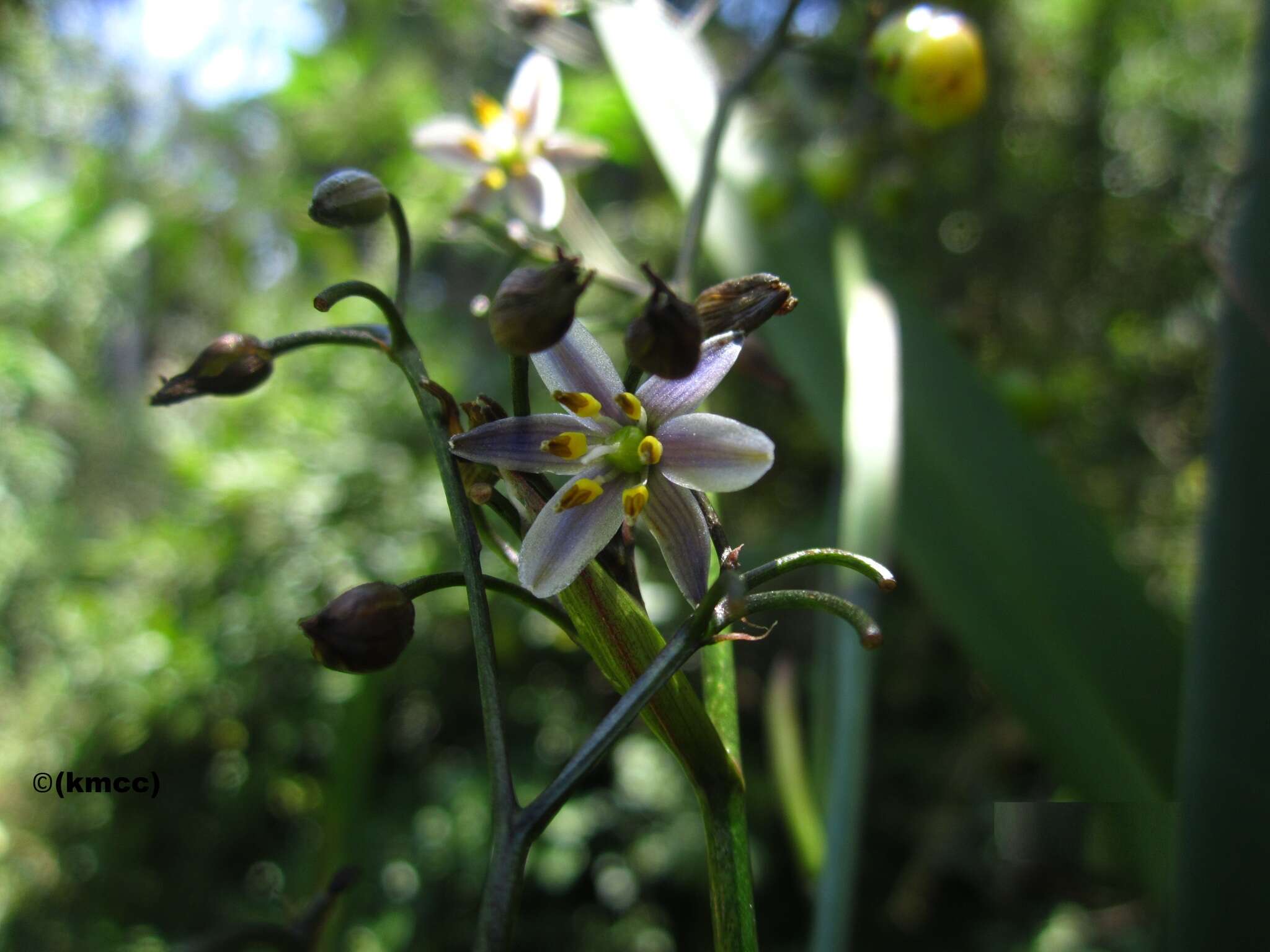 Plancia ëd Dianella ensifolia (L.) Redouté