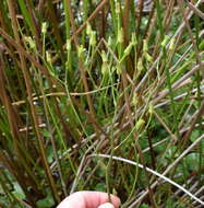 Image of Ornduffia reniformis (R. Br.) Tippery & Les