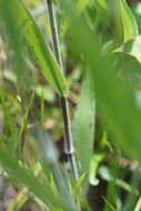 Image of Broom Rosette Grass