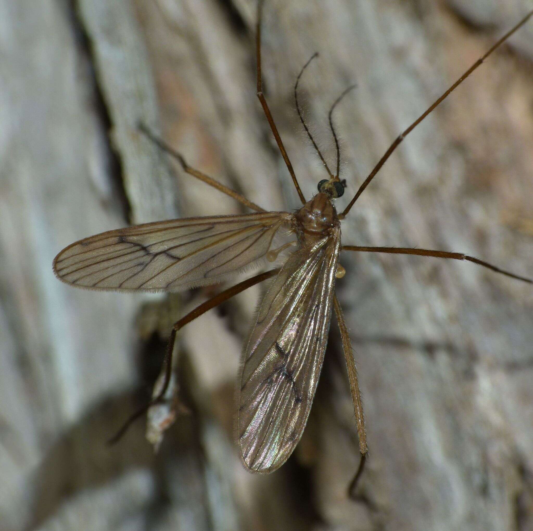 Image of Amphineurus (Nothormosia) insulsus (Hutton 1902)