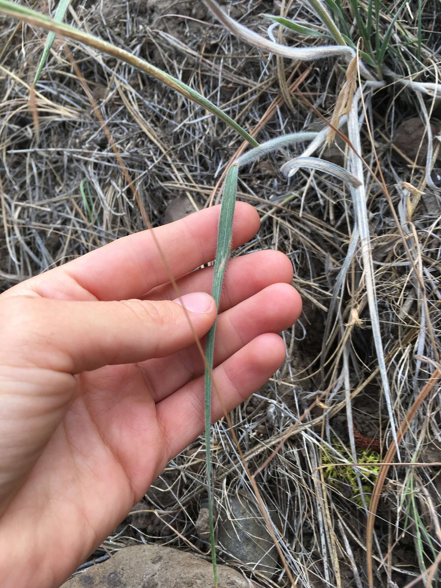 Imagem de Elymus elymoides subsp. elymoides