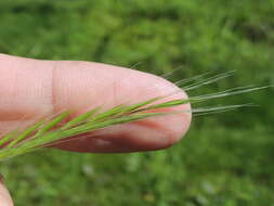 Image of rat's-tail fescue