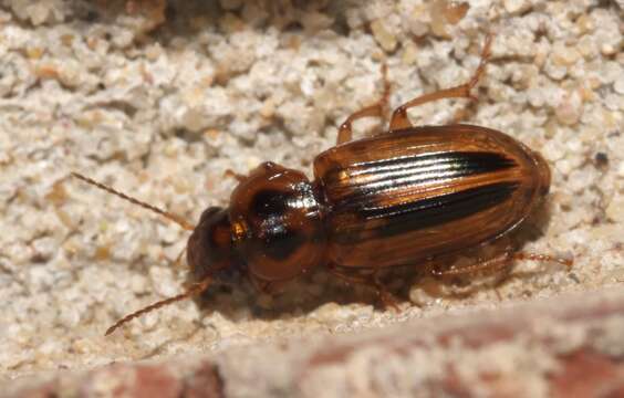 Image of Stenolophus (Agonoderus) binotatus (Casey 1914)