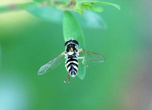 Image of Allograpta pulchra Shannon 1927