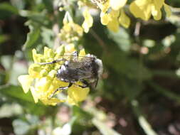 Image of Melecta curvispina Lieftinck 1958