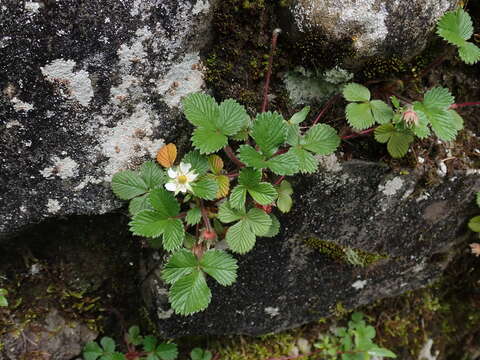 Image de Fragaria nilgerrensis subsp. nilgerrensis