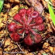 Image de Drosera cayennensis Sagot ex Diels