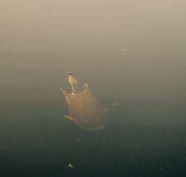 Image of Florida Softshell Turtle