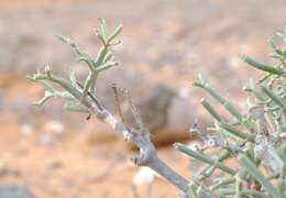 Image of Euphorbia ephedroides E. Mey. ex Boiss.