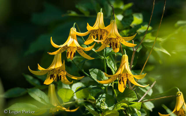 Lilium canadense L. resmi