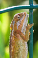 Image of Cape dwarf chameleon