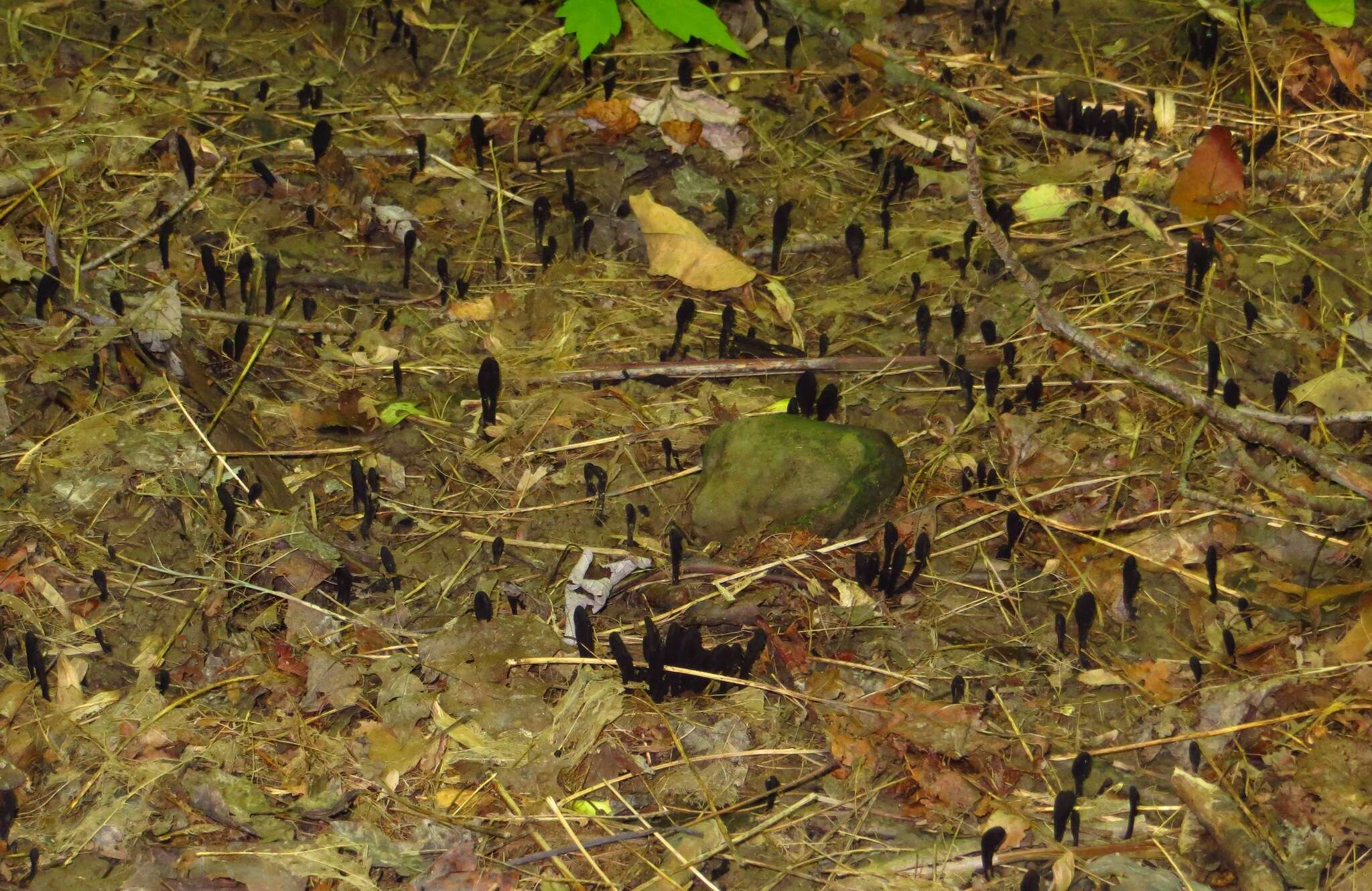 Image of Geoglossum nigritum (Pers.) Cooke 1878