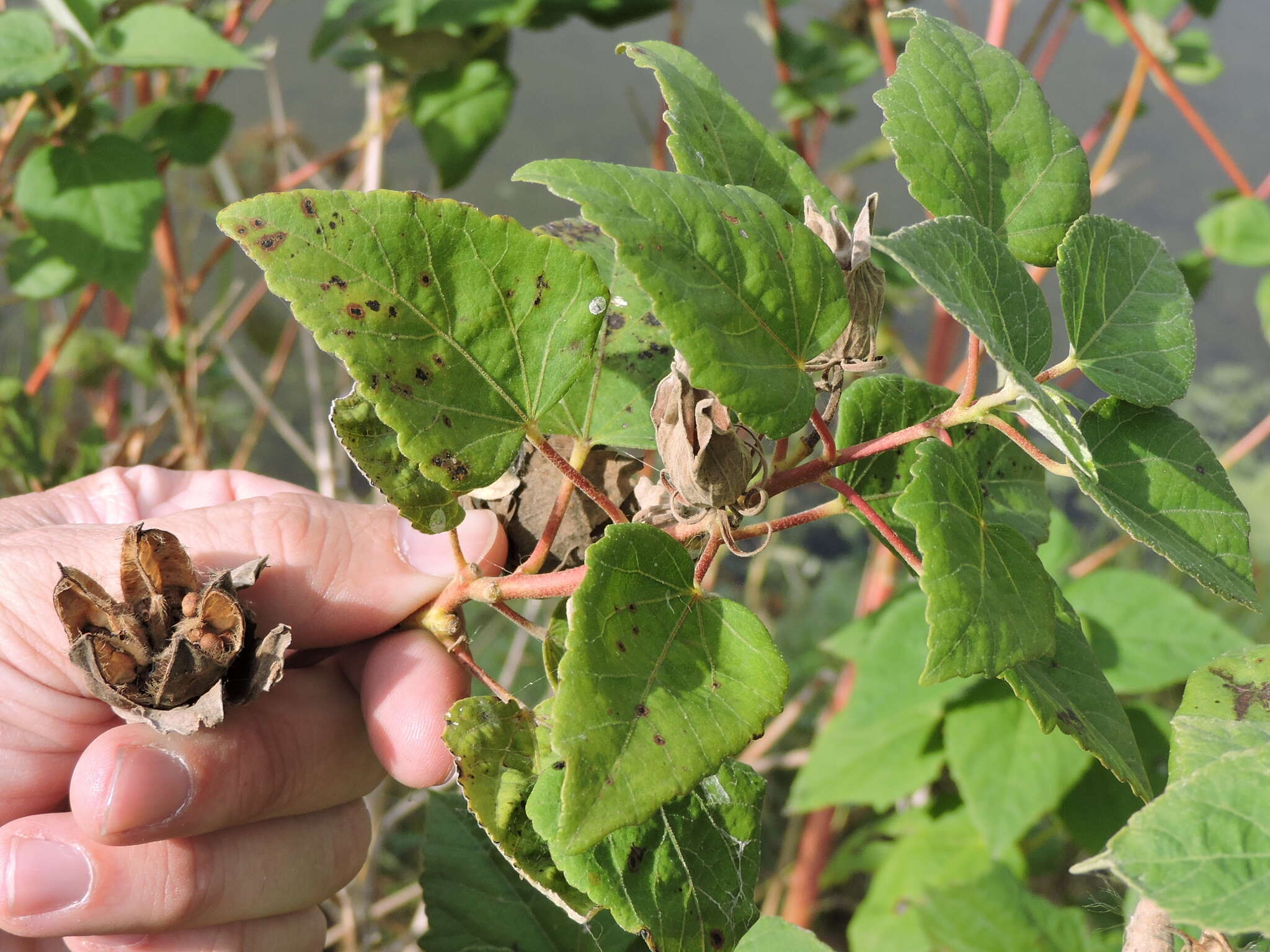 Image of crimsoneyed rosemallow